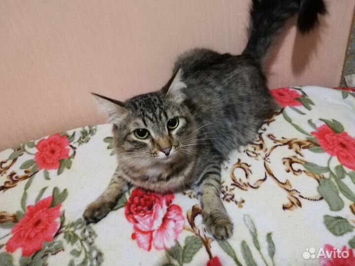 Кот