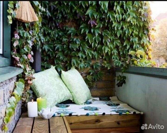 Лиана для украшения балкона