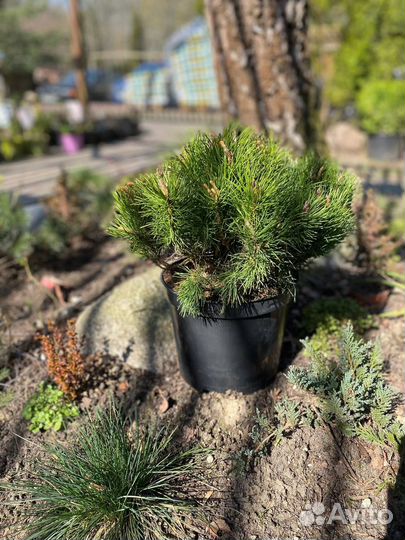 Сосна горная муго Пумилио. Муго Мугус