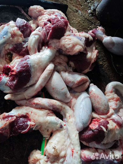 Мясо говядина для собак