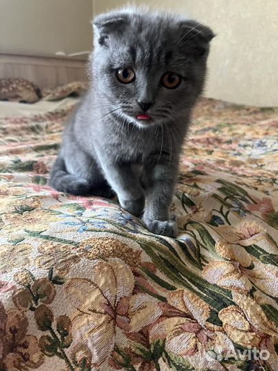 Шотландский вислоухий кот