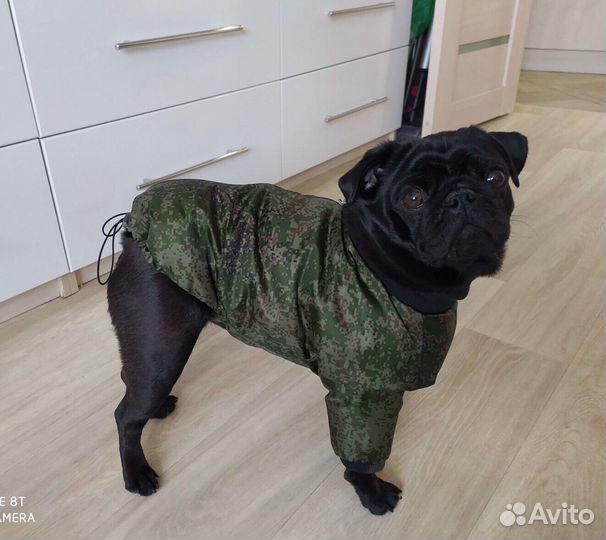 Одежда для ваших собак