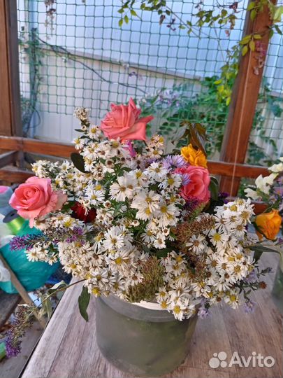 Растения для сада