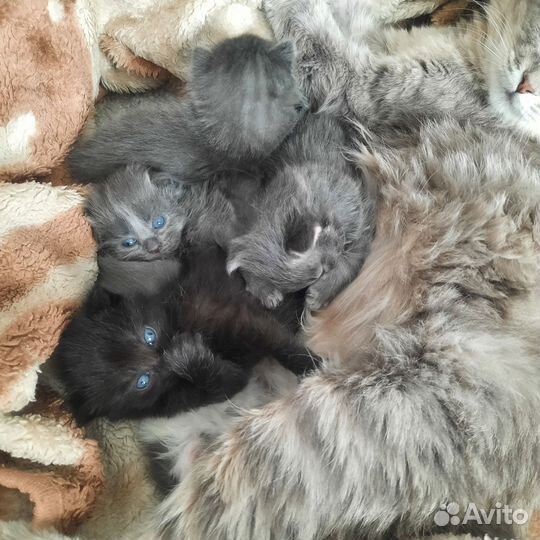 Сибирская кошка