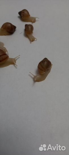 Улитки ахатины ретикулята