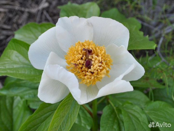 Пионы саженцы Пион Виттманна