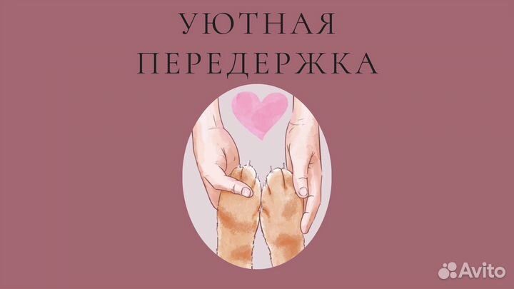 Передержка кошек. Зооняня. VIP Передержка котов