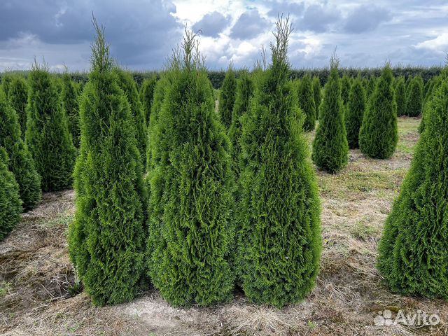 Туя западная 