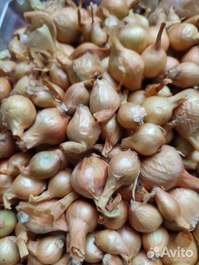 Посадочный Лук-Шалот, Лук репчатый на еду