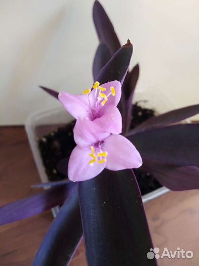 Традесканция паллида сеткреазия цветущая