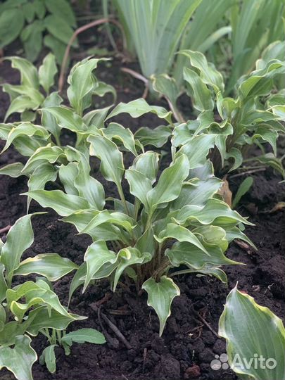 Хосты сортовые