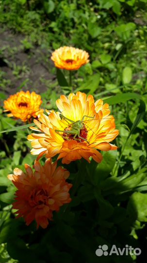 Семена календулы 300мл седерат