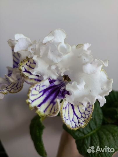 Стрептокарпусы почтой