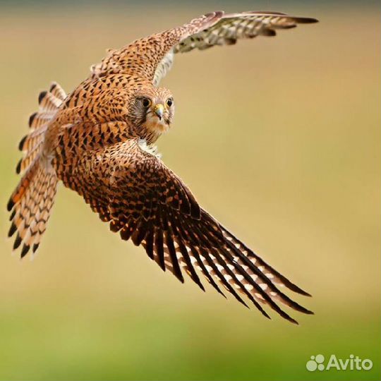 Требуются отделочники