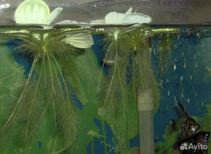 Пистия растения аквариумные