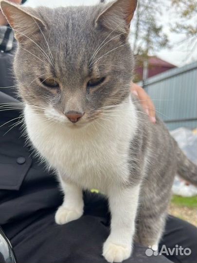 Дачные котики