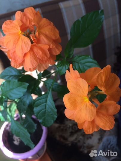 Кроссандра