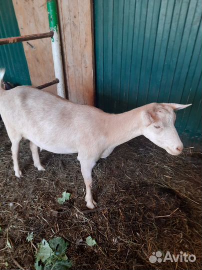 Коза дойная молочная