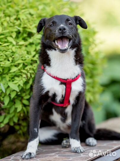 Маленькая Собака в добрые руки