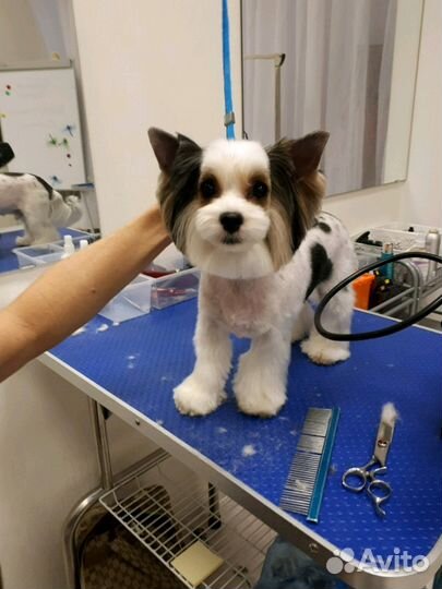 Стрижка собак Чистка зубов ультрозвуком