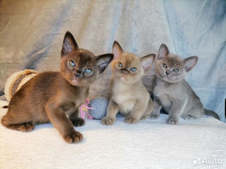 Котята европейской бурмы