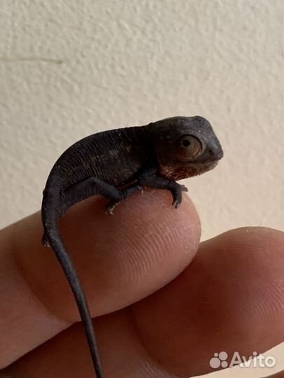 Пантеровый хамелеон