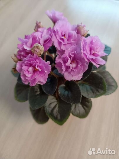 Детки сортовых фиалок