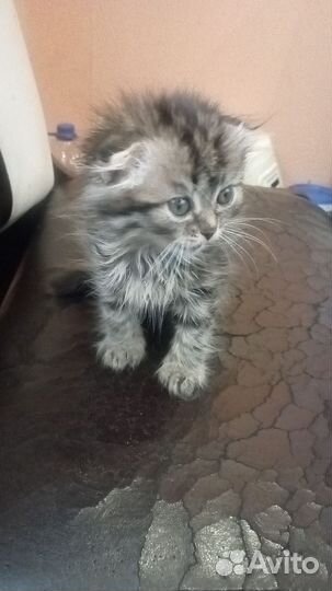 Кошки в добрые руки породистые