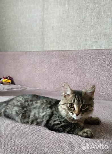 Отдам котенка в добрые руки