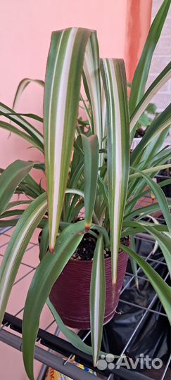 Хлорофитум