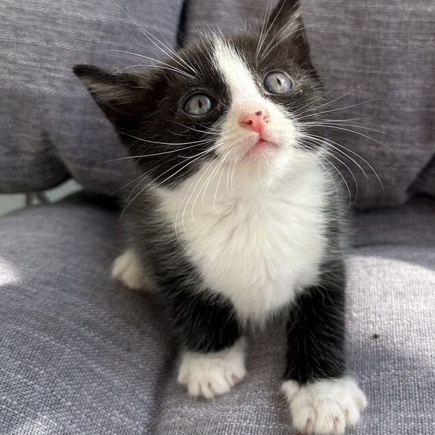 Котёнок в добрые руки