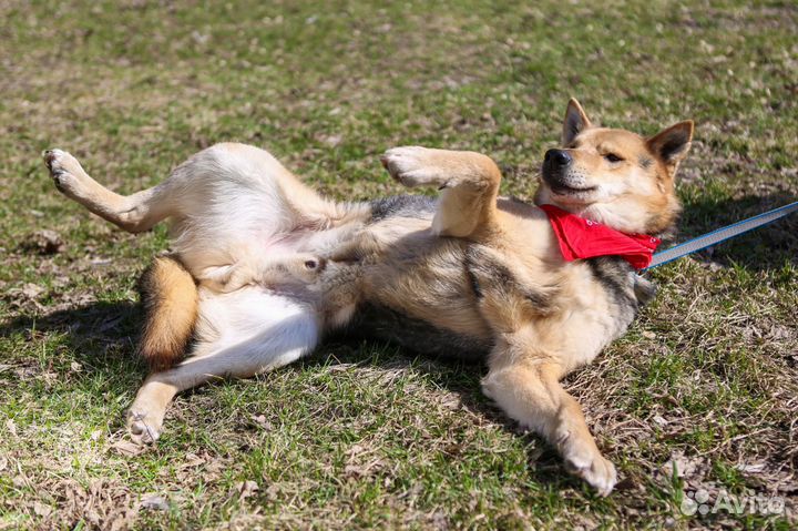 Восточноевропейская овчарка