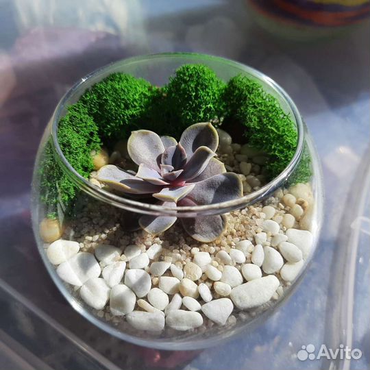 Флорариум мини с суккулентами на заказ