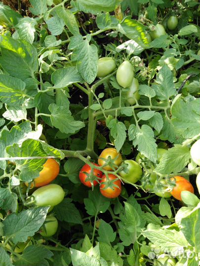 Семена томатов