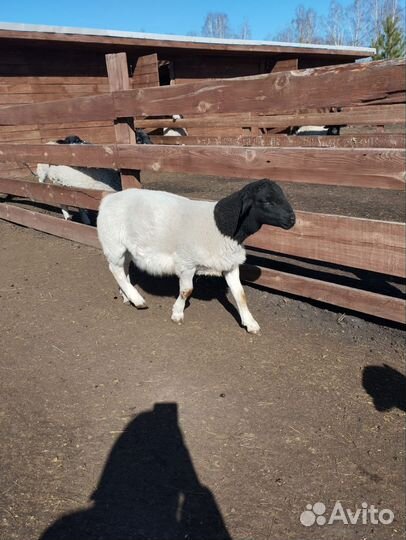 Баранчики дорпер