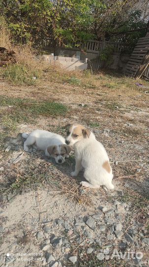 Щенки в добрые руки