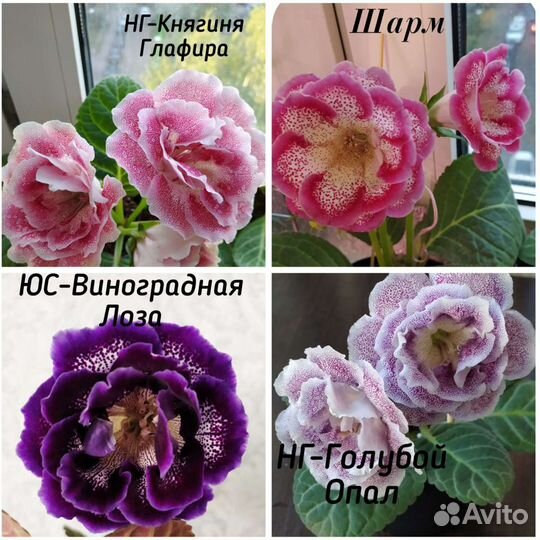 Глоксиния листья срез