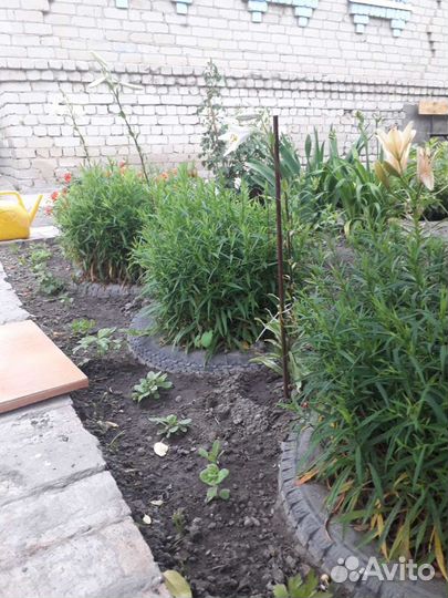 Саженцы астры многолетней (сентябринки)