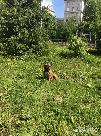 Французский бульдог