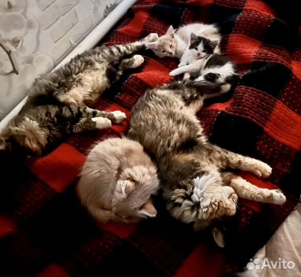 Котята крысоловы