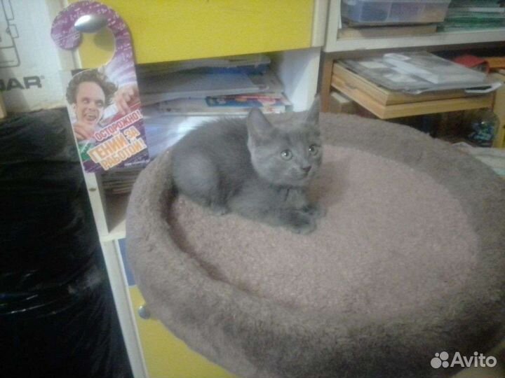 Кошка в дар бесплатно