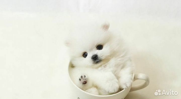 Самые маленькие померанцы