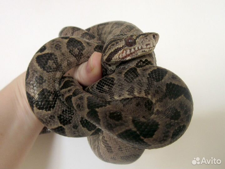 Садовый удав (corallus hortulanus)