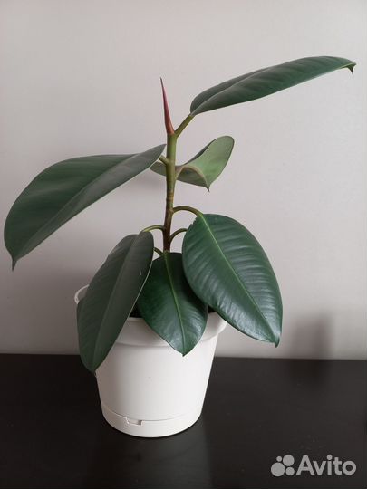 Фикус каучуконосный