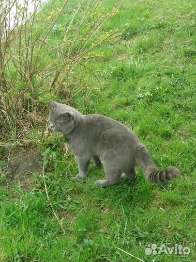 Кот для кошки бесплатно