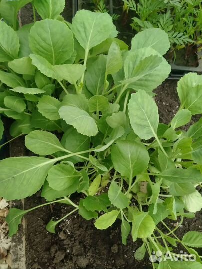 Рассада помидор