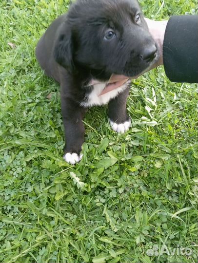 Смесь овчарки и алабая