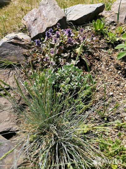 Овсяница Сизая