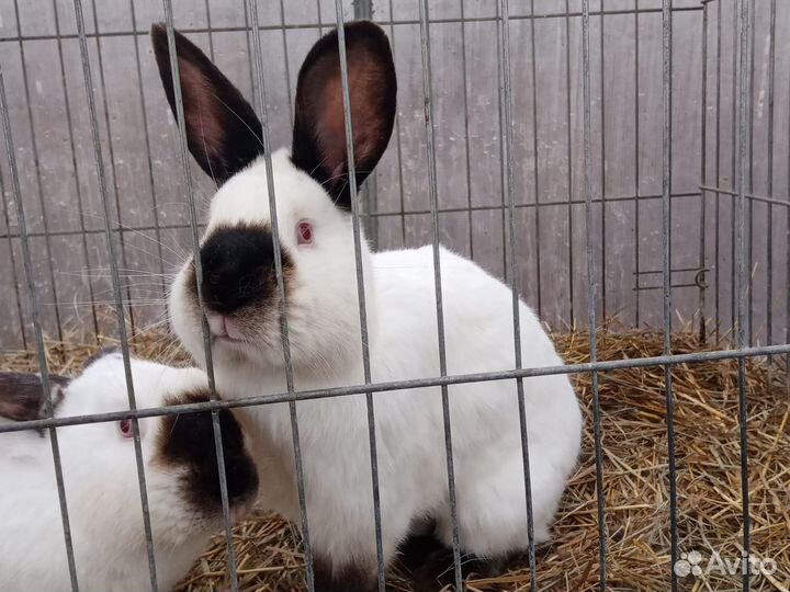 Кролики Калифорнийской породы