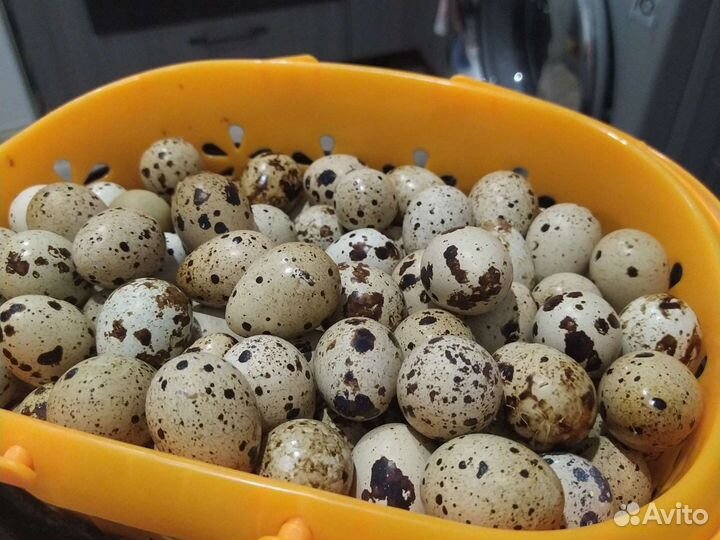 Яйца перепелиные
